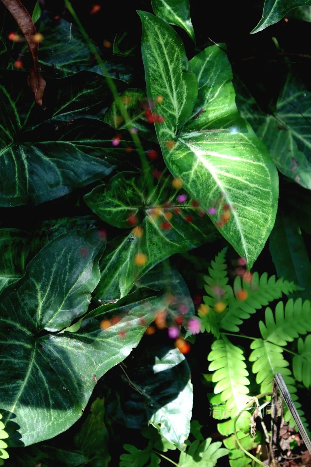 圖片
