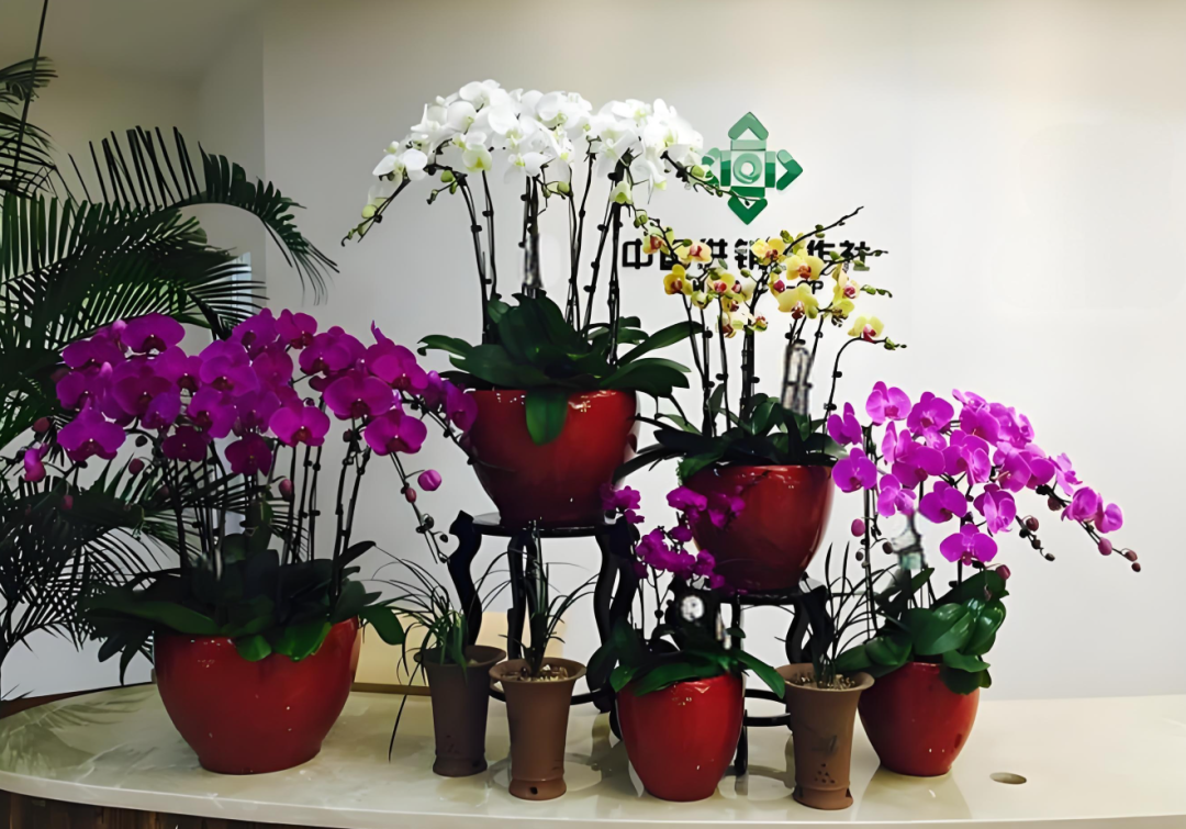 这些植物别放办公室