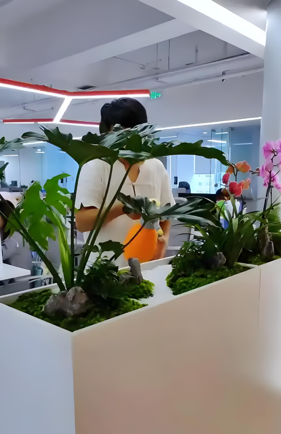 为什么办公室需要绿植