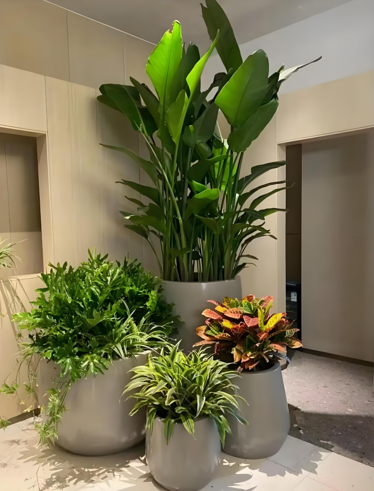 办公室植物