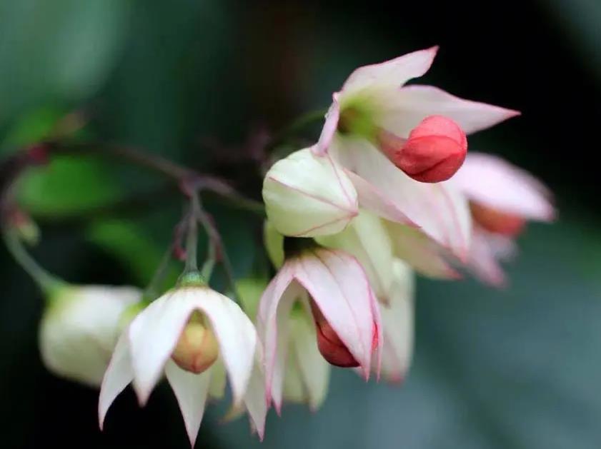 龍吐珠花苞 龍吐珠花苞